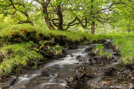 Ardura oak woodland